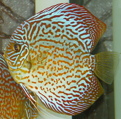 14.01.2006 002 - kopia.jpg