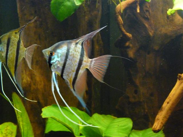 P1070078 %28Custom%29.JPG