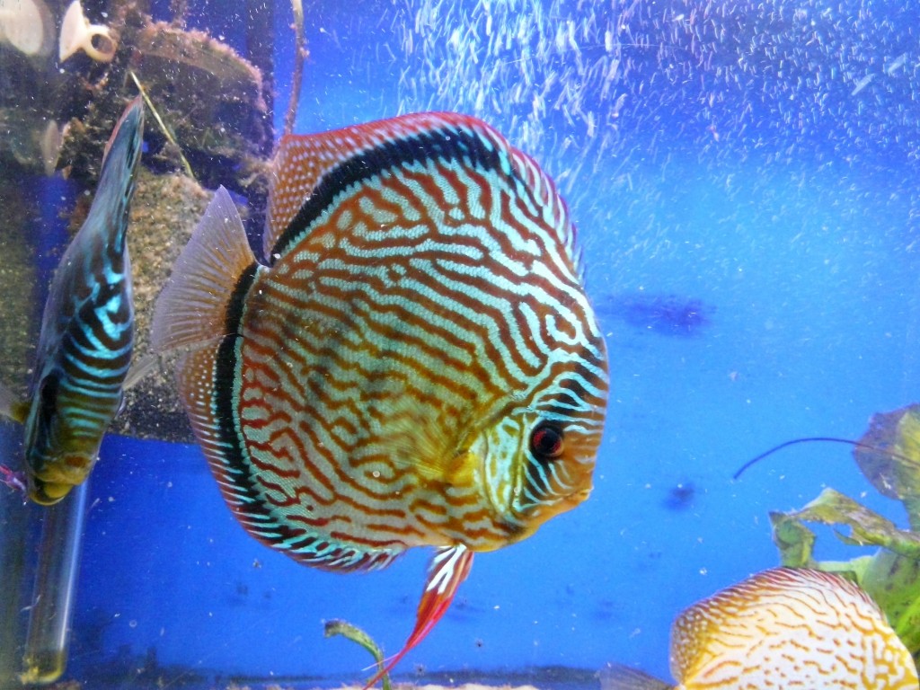 Red Turkus Arek Prusak.jpg