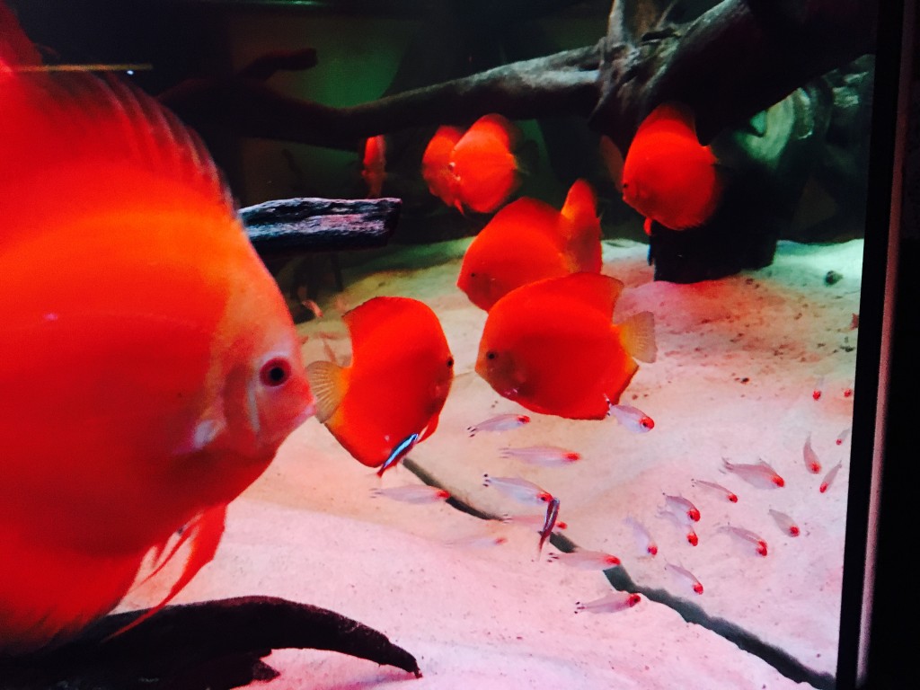 IMG_0059.JPG (2.05 MiB) Przejrzano 11443 razy IMG_0059.JPG