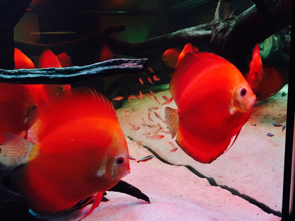 IMG_0055.JPG (2.17 MiB) Przejrzano 11422 razy IMG_0055.JPG