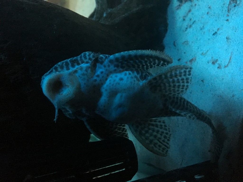 IMG_0117.JPG (1.95 MiB) Przejrzano 11419 razy IMG_0117.JPG