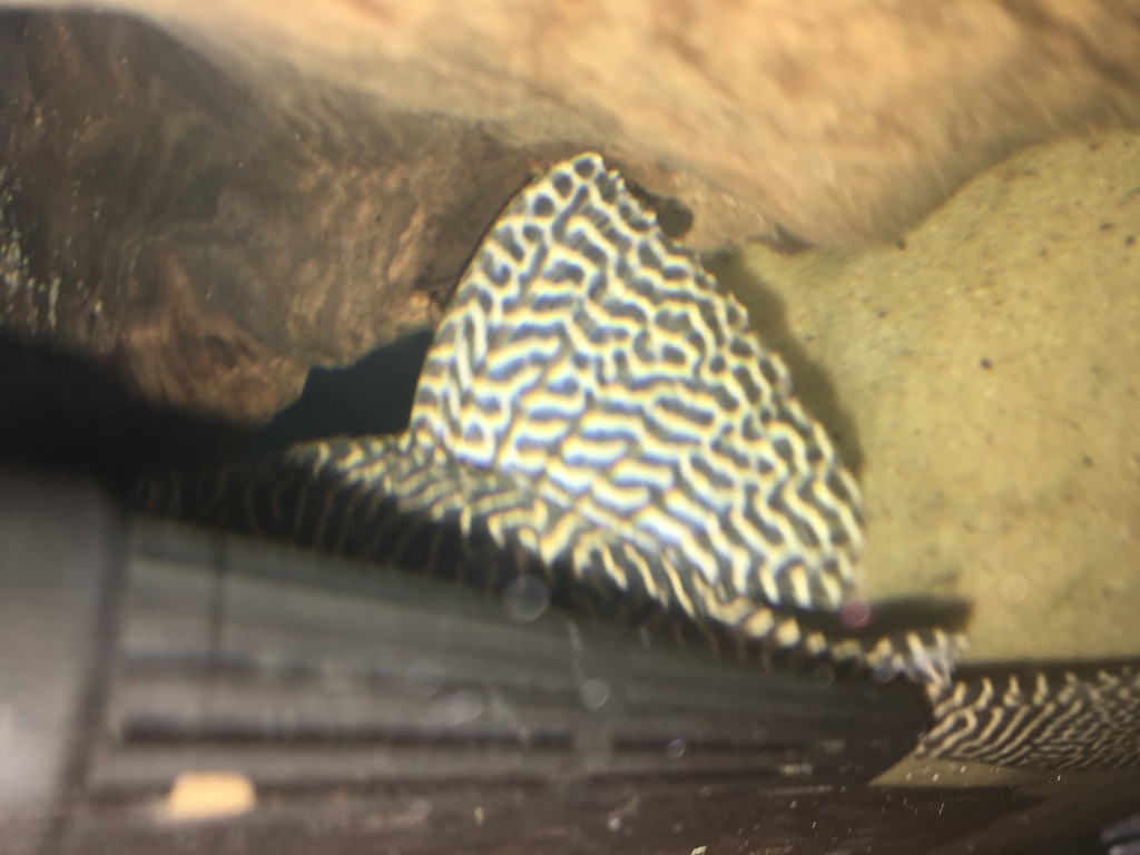 IMG_0093.JPG (1.62 MiB) Przejrzano 11383 razy IMG_0093.JPG