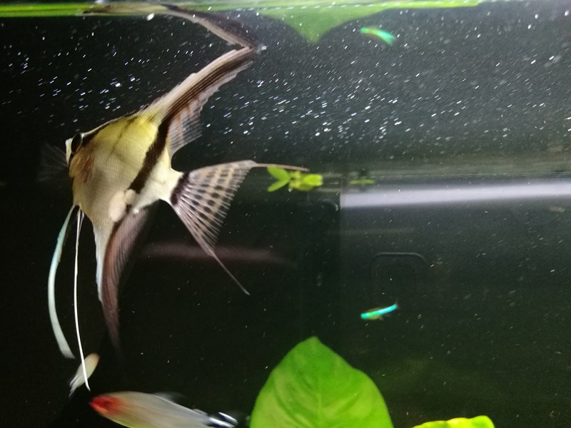 IMG_20161109_201621 (Kopiowanie).jpg