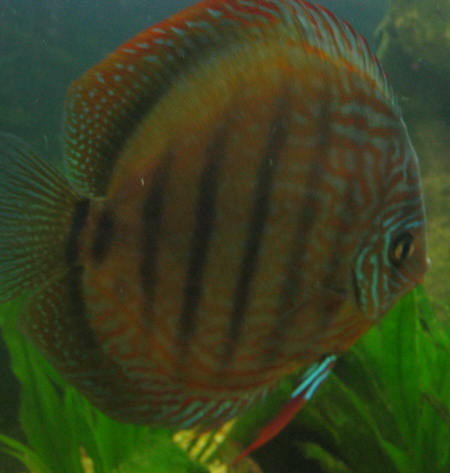 Red Turquise .... 007.jpg