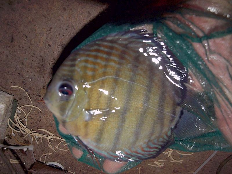 Trombetas blue 19 cm.JPG