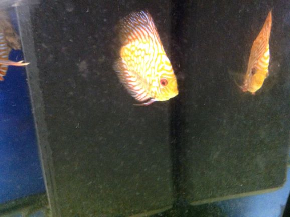akwarium 1.JPG