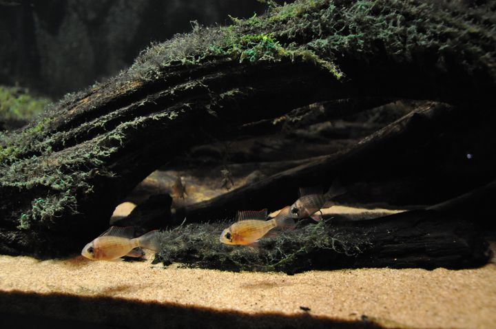Mikrogeophagus_altispinosus_1.JPG