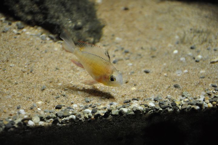 Mikrogeophagus_altispinosus_2.JPG