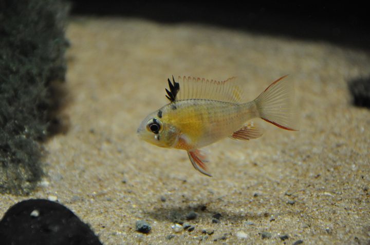 Mikrogeophagus_altispinosus_3.JPG
