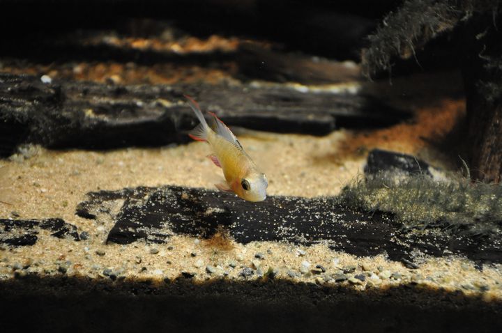 Mikrogeophagus_altispinosus_5.JPG