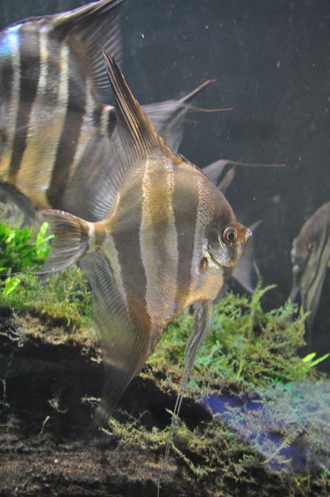 Pterophyllum_altum_1.JPG