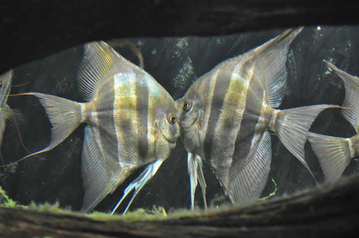 Pterophyllum_altum_8.JPG