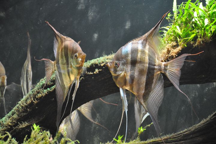 Pterophyllum_altum_9.JPG