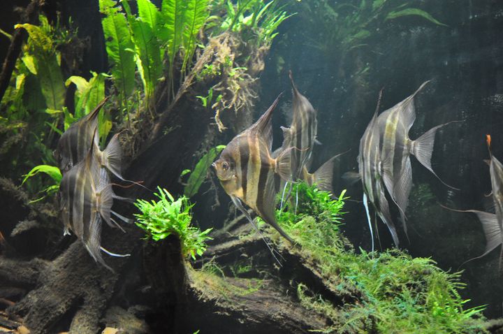 Pterophyllum_altum_13.JPG