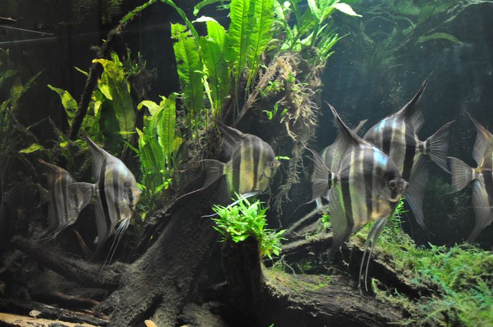 Pterophyllum_altum_15.JPG