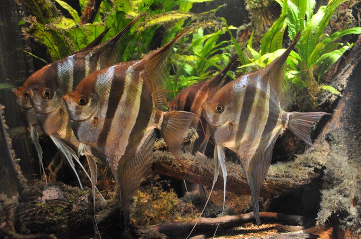 Pterophyllum_altum_17.JPG