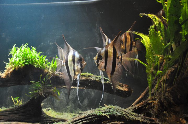 Pterophyllum_altum_18.JPG