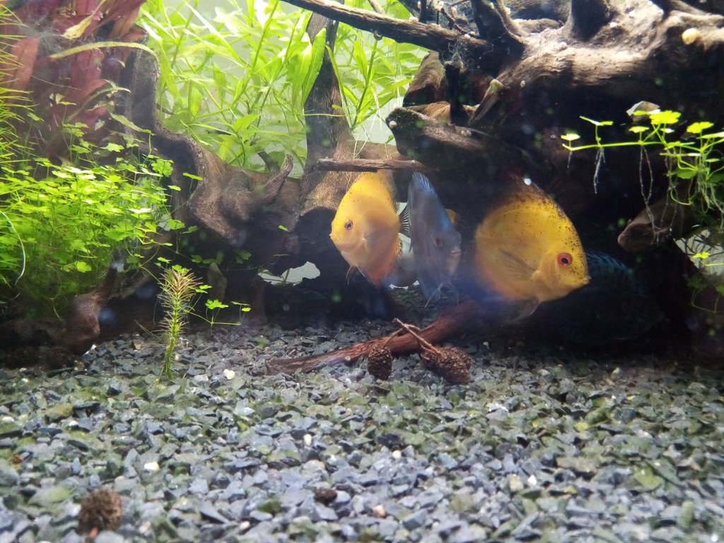 paletki 4 (Copy).jpg