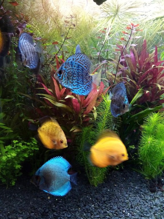 paletki 6 (Copy).jpg