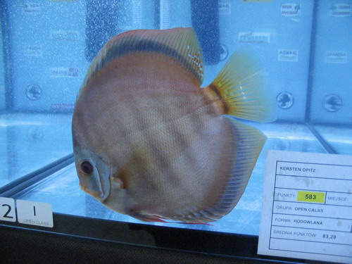 ryby 179.jpg