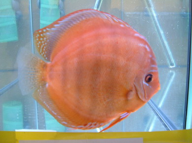 NLEA8_Bildgröße ändern.jpg