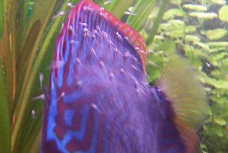 narybek paletek 036.jpg