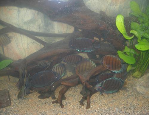 dzikusy zaraz po wpuszczeniu.JPG