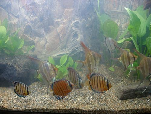 dzikuski z altumami.JPG