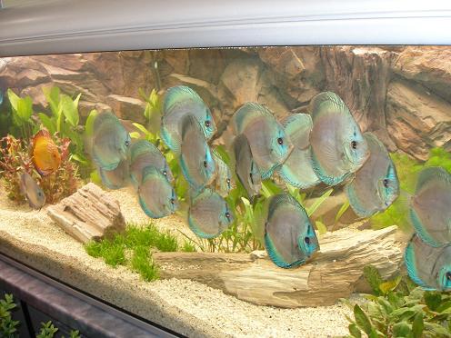 W końcu zaczęły pływac.JPG