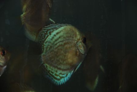 Paletki 25.11.2006 005.jpg