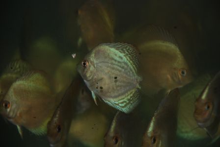 Paletki 25.11.2006 007.jpg