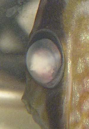 Heniek oko 2 020 kopia.jpg