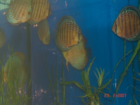 ryby12.JPG