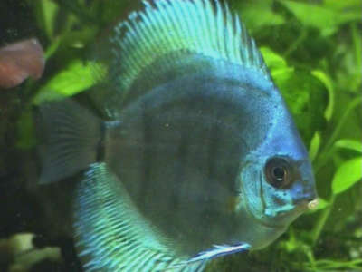 Niebieski maluszek.jpg