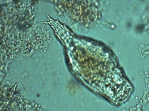 kolcogłów 3 700x.JPG