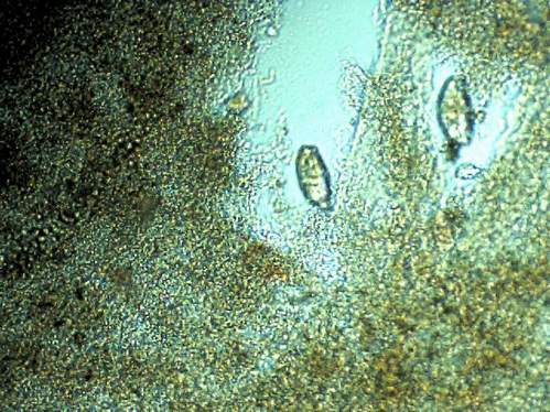 kolcogłów 2 200x.JPG