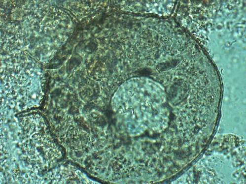 jakiś pyłek 700x.JPG