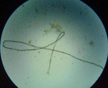 wylinka niecienia.JPG