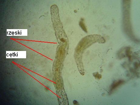 wypławek biały.JPG