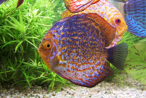 czarna paletka1 007.jpg