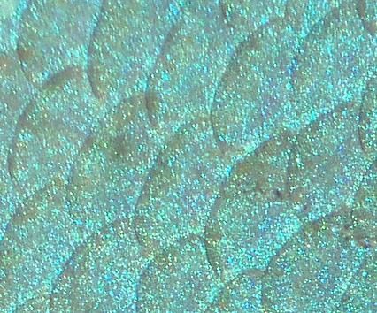 Karp czy nie karp.JPG