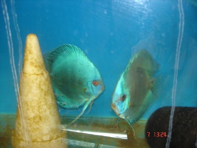 Cobalty z mlodymi.JPG