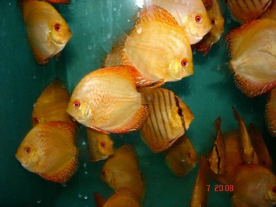 Mlode piegony blood rot.JPG