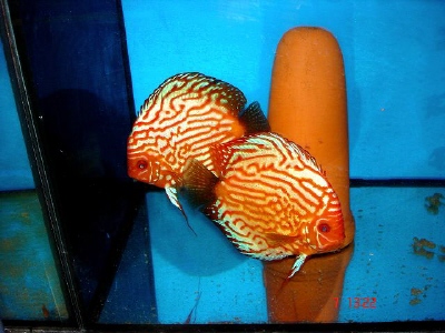 para piegon blood rot.JPG