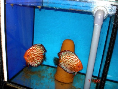 para piegon blood rot2.JPG