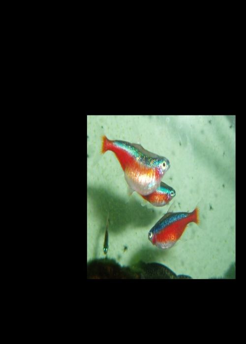 gigantyczny neon.jpg