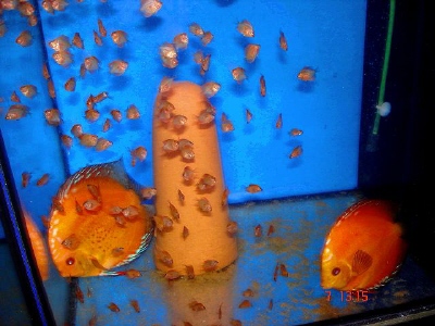 para solid fier red.JPG