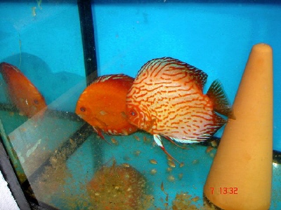 para solid z piegonem.JPG