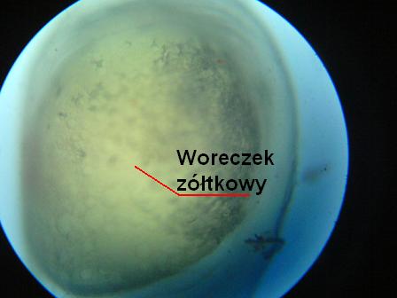 ikra 30 godz. pow 120x.JPG